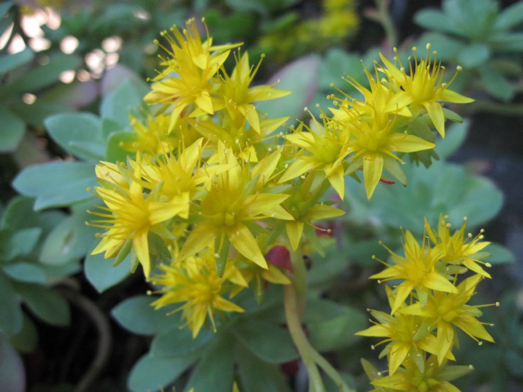 Sedum palmeri